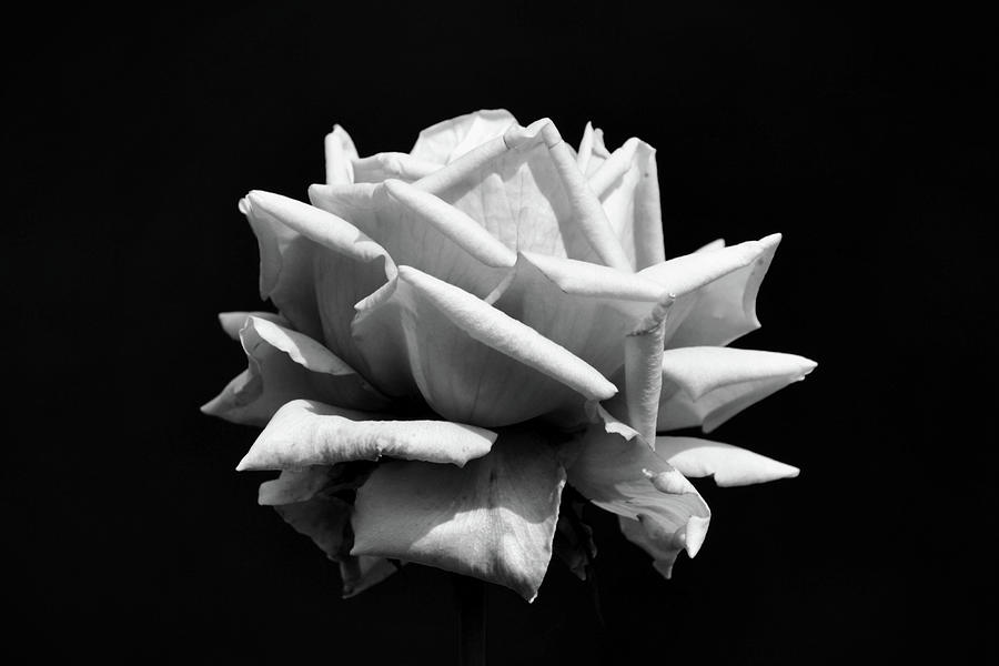 Blooming Rose in Black and White Photograph by Gaby Ethington