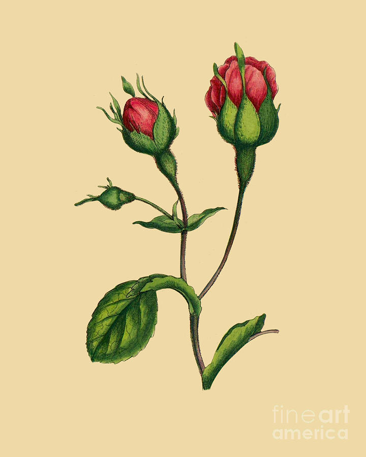 Rose Digital Art - Blooming Rose by Madame Memento