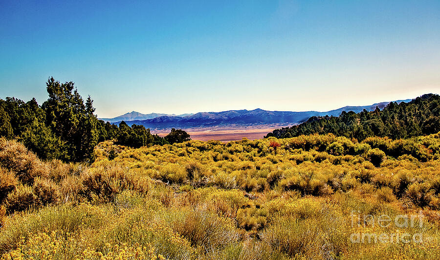 Nature Photograph - Blooming Sagebrush Nevada by Robert Bales