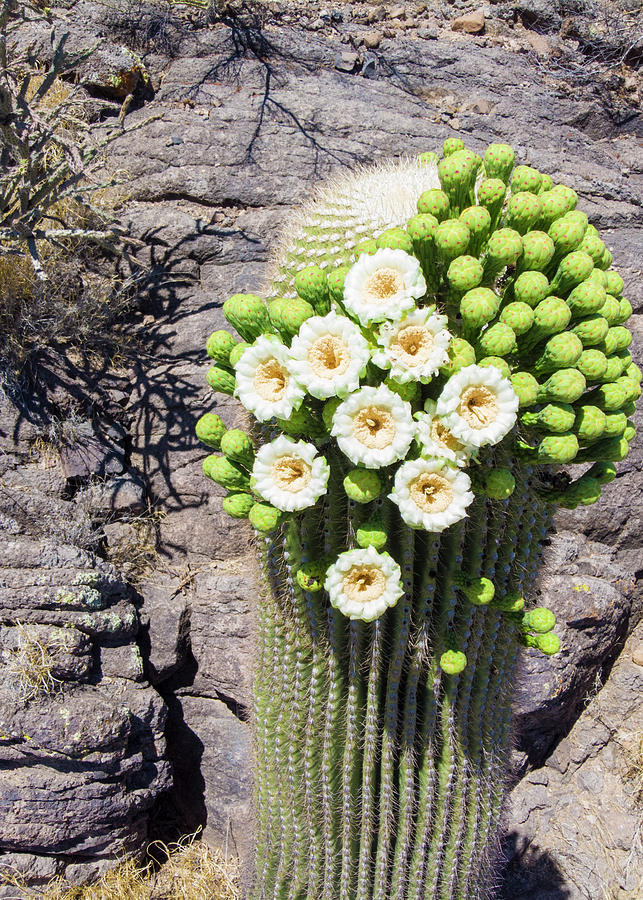 Blooming Saguaro Photograph by Brandon Nice - Pixels