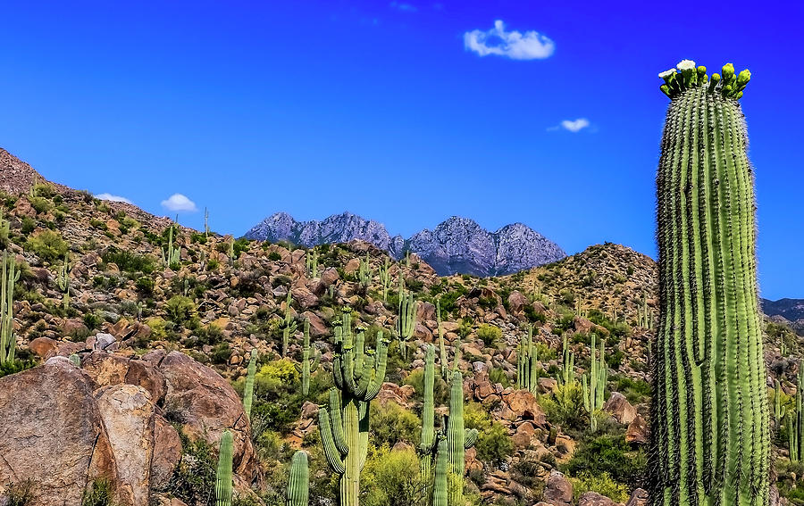 Blooming Saguaros along Four Peaks Trail Photograph by Dawn Richards