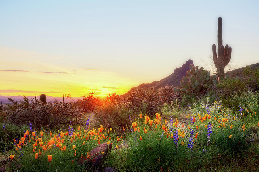 Blooming Season in Sonora Desert Photograph by Alex Mironyuk