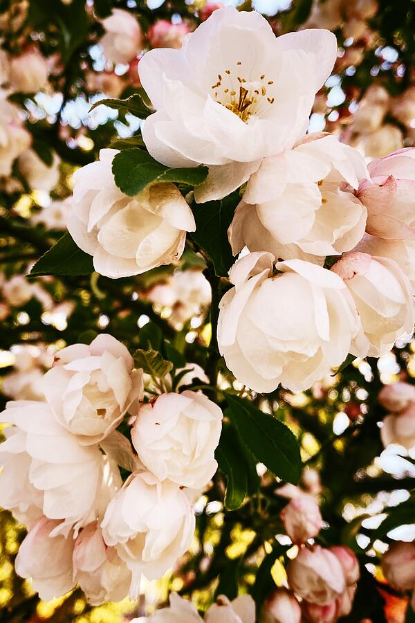 Blooming Serenity Delicate White Flowers in Spring Light Photograph by Travel Essayist Blooming Serenity Delicate White Flowers in Spring Light Photograph by Travel Essayist