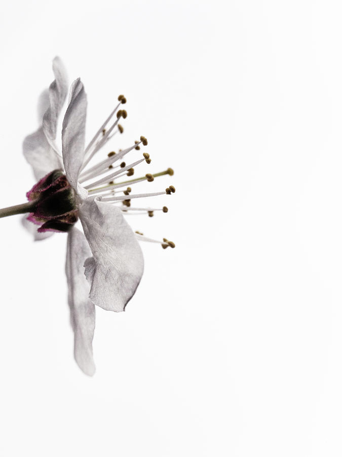 Blooming Photograph by Silke Gerlach - Fine Art America