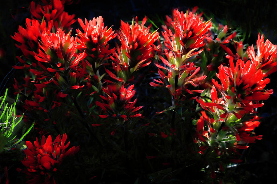 Blooming Spring Indian Paintbrush Photograph by Donna Kennedy