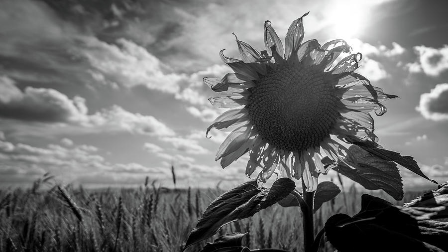 Blooming sunflower in rural farmland.  Photograph by Mike Fusaro