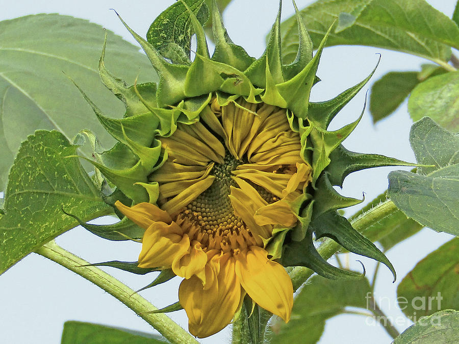 Blooming Sunflower Photograph by Kim Tran