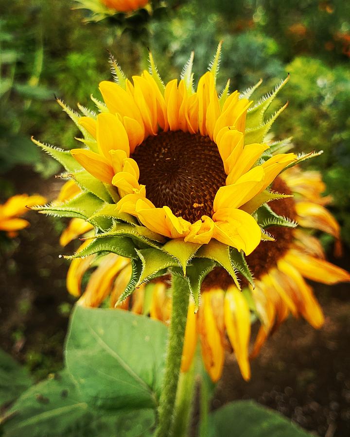Blooming sunflower  Photograph by Natalia Baquero