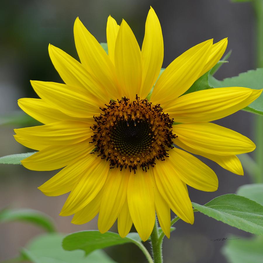 Blooming Sunflower Photograph by Roy Erickson - Fine Art America