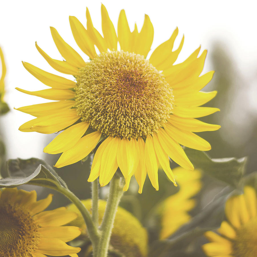 Sunflower Photograph -  Blooming Sunflower by TheMilkyWay SixOneSix