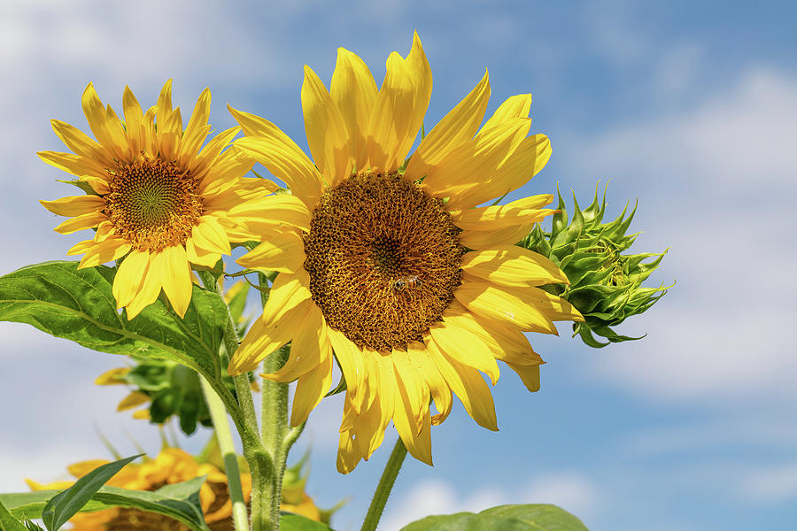 Blooming Sunflowers Against a Blue Sky Photograph by Tony Hake