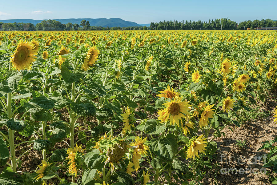 Blooming Sunflowers Field In France, Europe Union Photograph