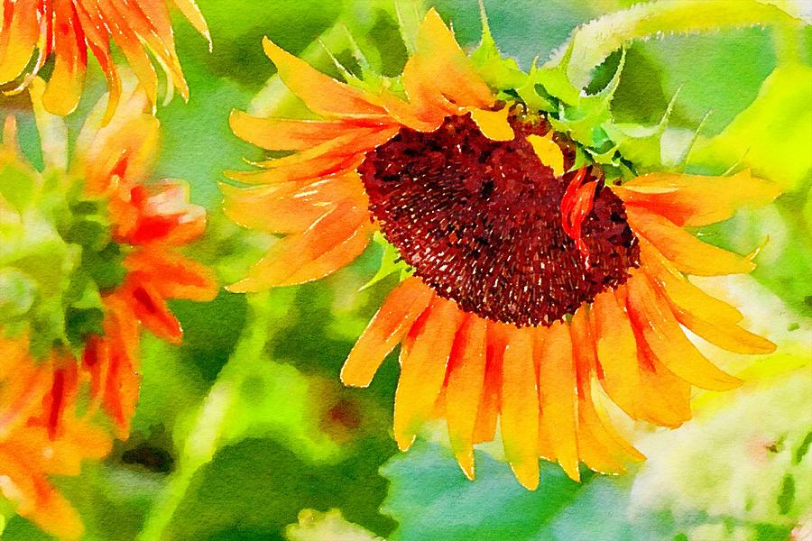 Blooming Sunflowers Watercolor Photograph by Susan Rydberg