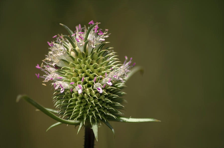Blooming Teasel Photograph by Linda Villers