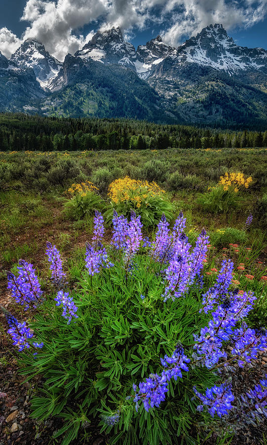 Flower Photograph - Blooming Tetons by Michael Ash
