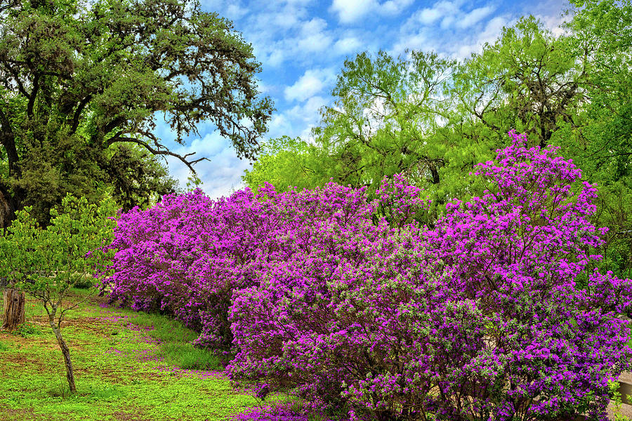 Blooming Texas Sage Photograph by Lynn Bauer