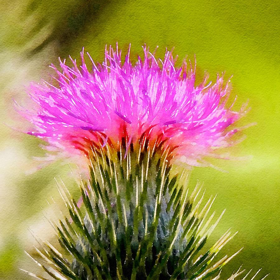 Blooming Thistle Watercolor Mixed Media by Susan Rydberg