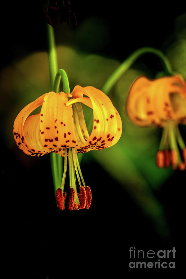 Flower Photograph - Blooming Tiger Lily by Robert Bales