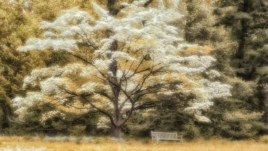 Blooming Tree and Bench Photograph by Louise Tanguay