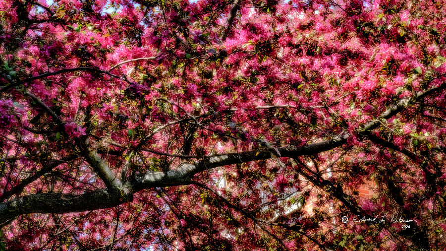 Blooming Tree Photograph by Ed Peterson Blooming Tree Photograph by Ed Peterson