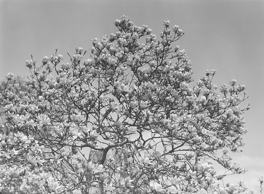 Blooming tree Photograph by George Marks