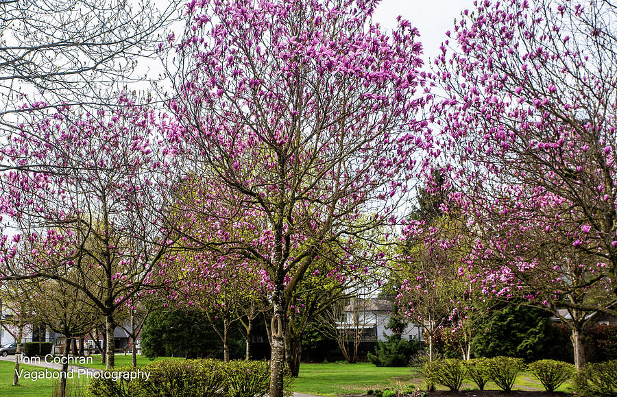 Blooming Trees in Mill Lake Park Photograph by Tom Cochran