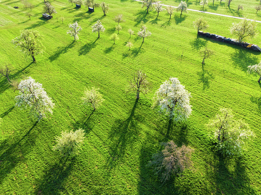 Blooming trees on green Spring meadow Photograph by Matthias Hauser