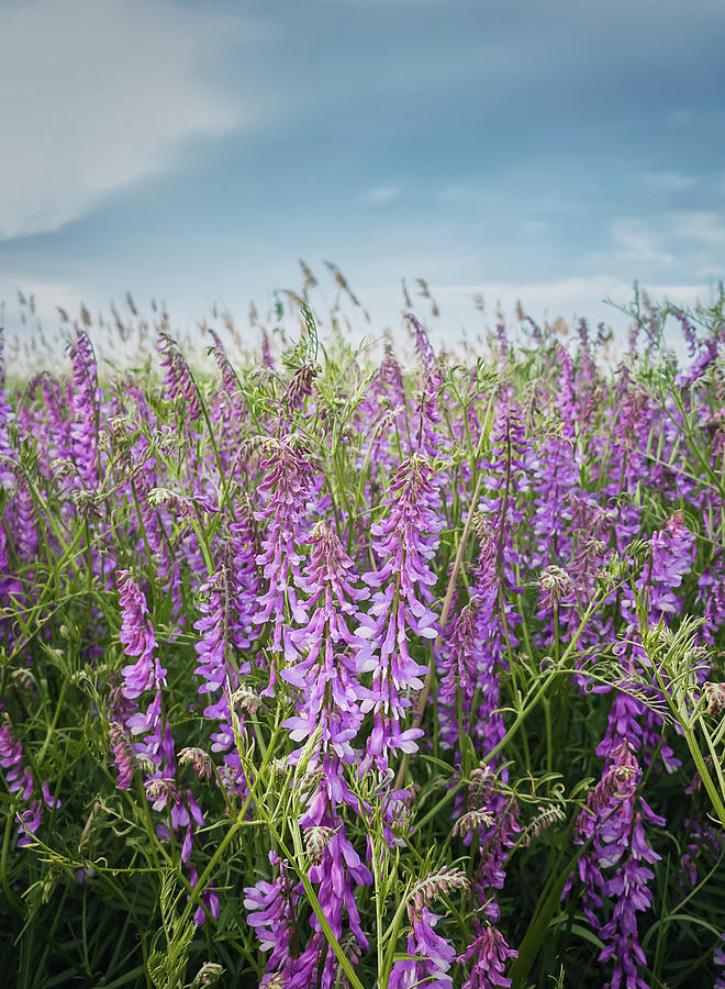 Blooming Tufted Vetch Flowers Photograph
