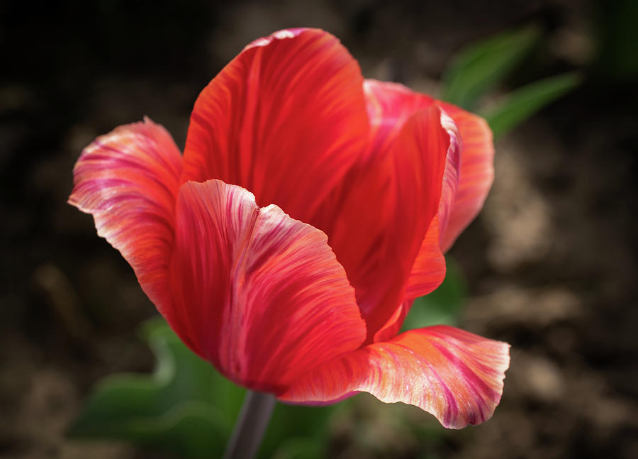 Blooming Tulip Photograph by Georgette Grossman