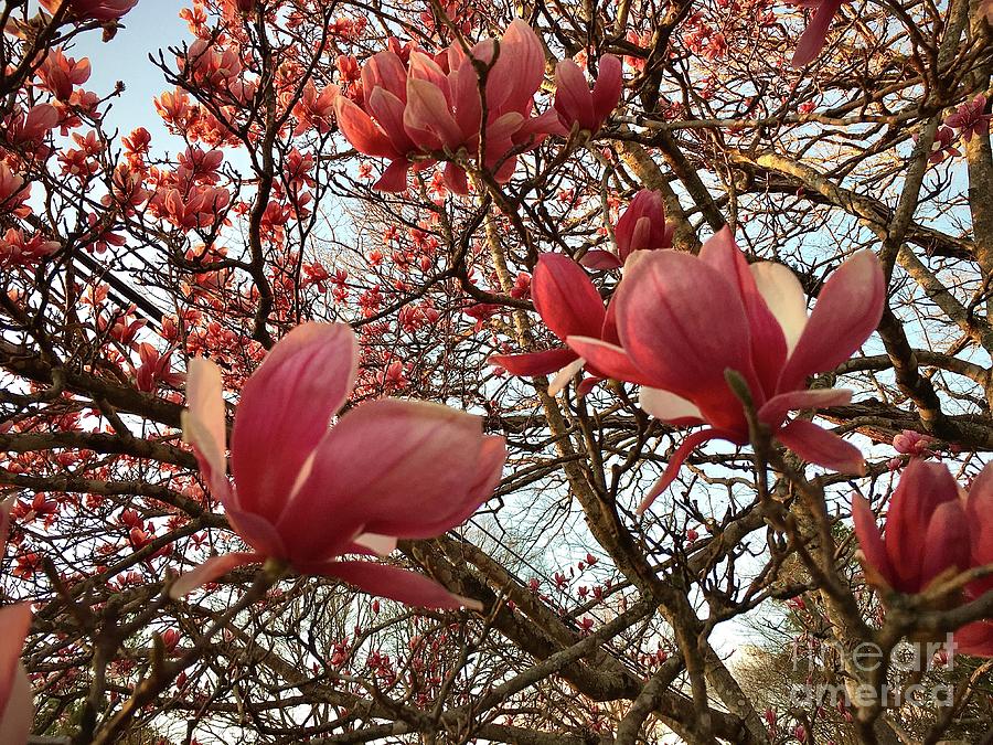 Blooming Tulip Magnolia Tree Photograph by Eunice Warfel