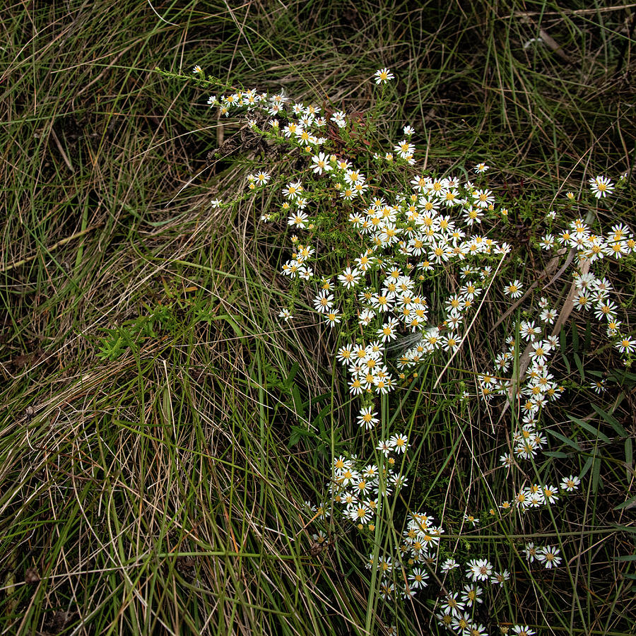 Blooming Unnoticed Photograph by Makiko Ishihara