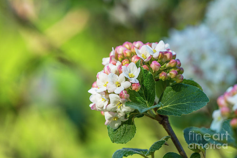 Blooming Viburnum Cluster Photograph by Jennifer White