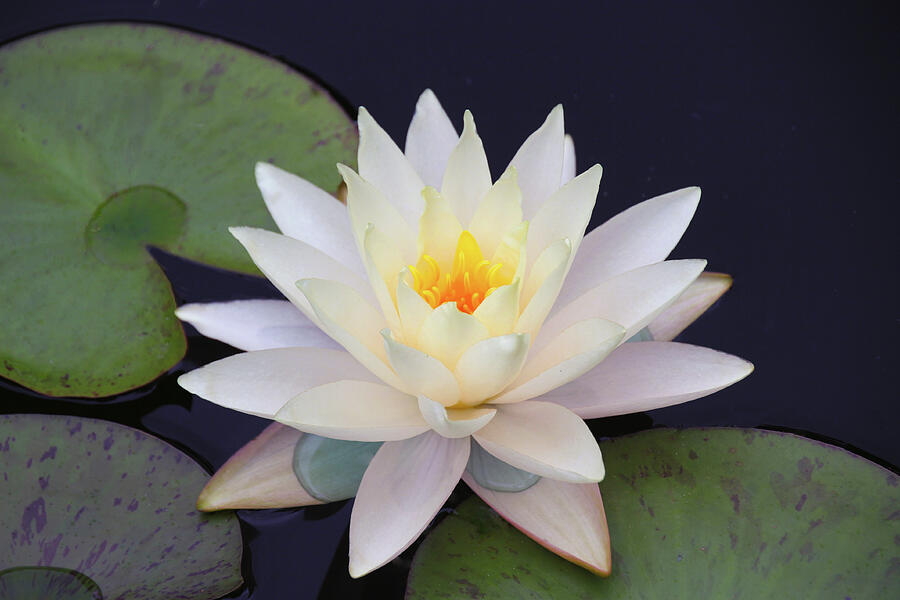 Nature Photograph - Blooming Water Lily by Linda Goodman