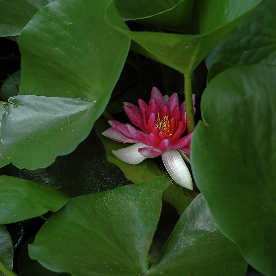 Blooming Water Lily Photograph by Mary Lee Dereske