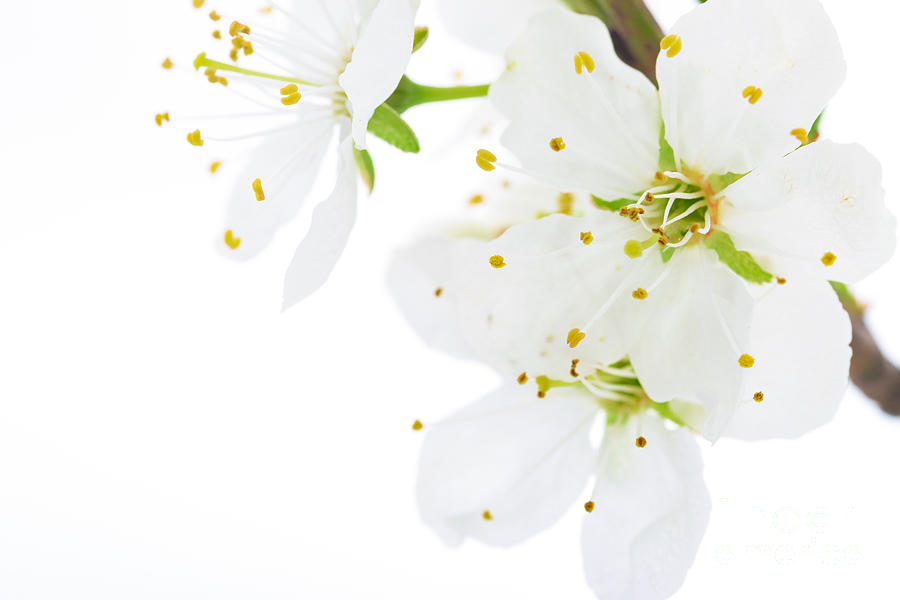 Blooming white flowers of apple fruit Photograph by Wdnet Studio - Fine ...