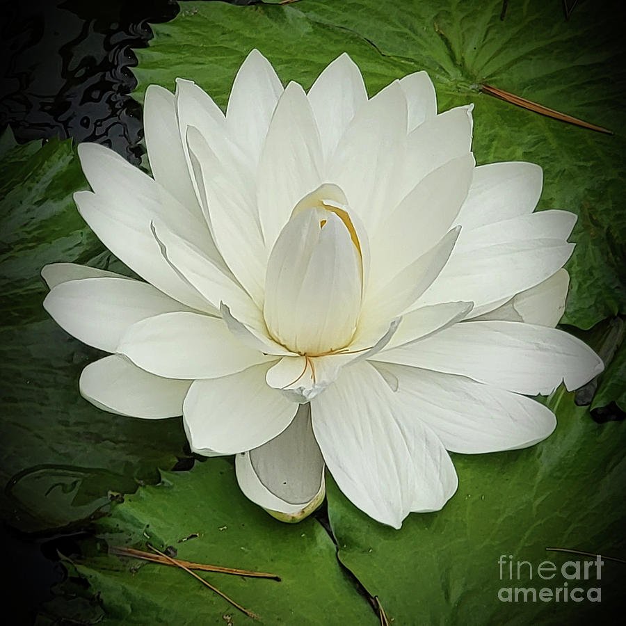 Blooming White Lily Photograph by Jeannie Rhode
