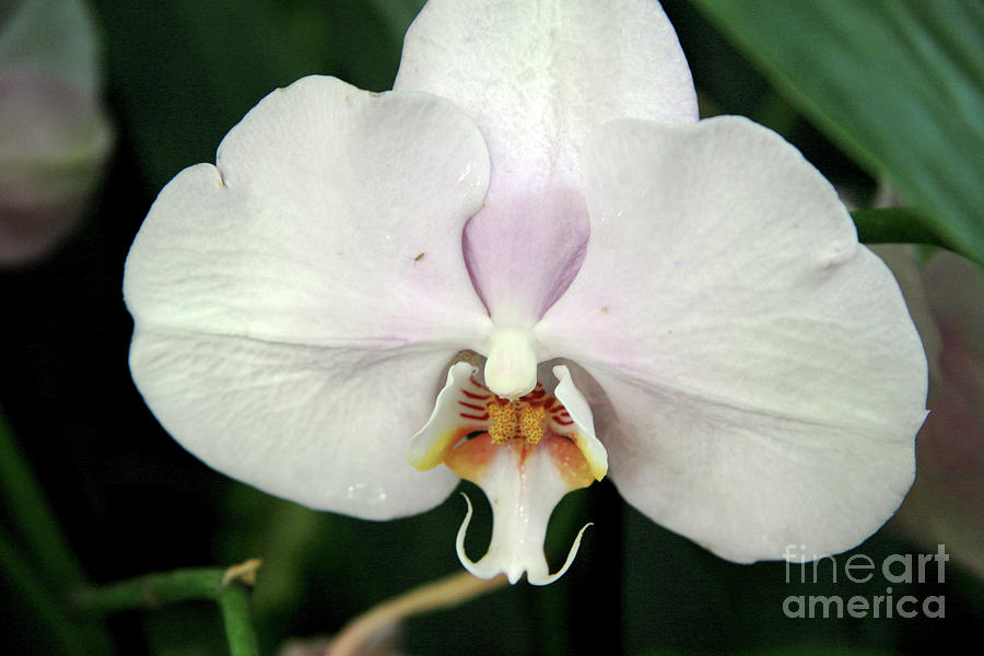 Orchid Photograph - Blooming white orchid by Lali Kacharava