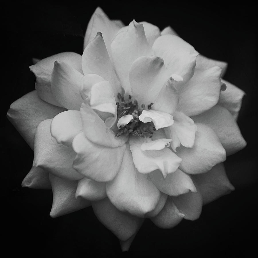 Blooming White Rose In Black And White Photograph