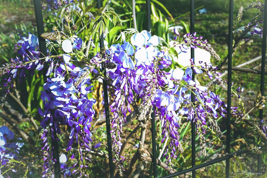 Blooming Wisteria  Photograph by Debra Forand