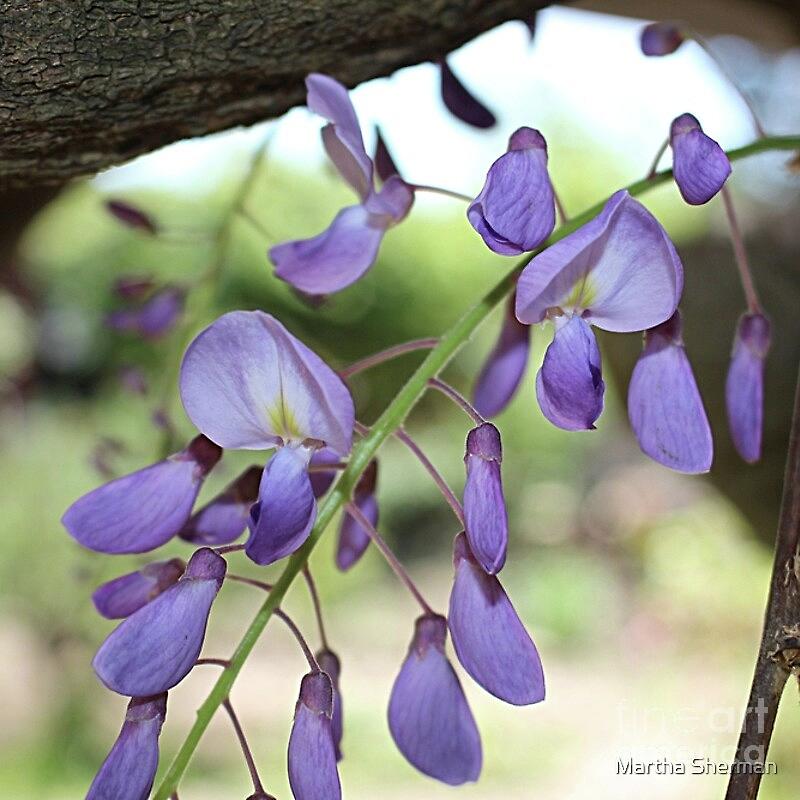 Flower Photograph - Blooming Wisteria by Martha Sherman