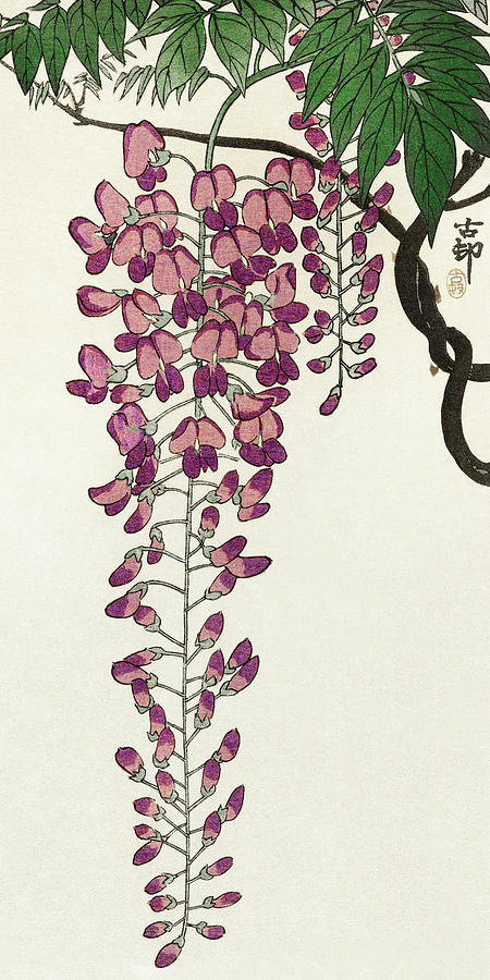 Ohara Koson Painting - Blooming wisteria by Ohara Koson