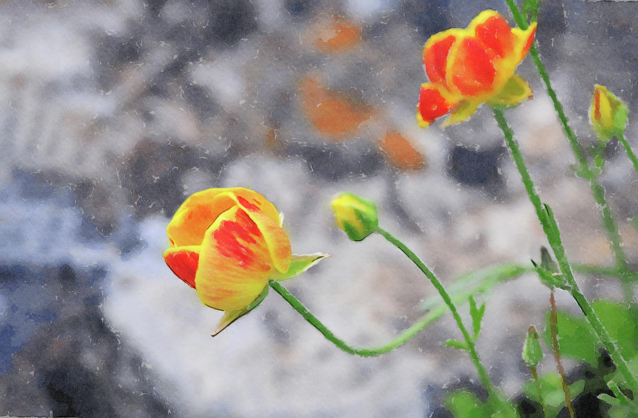 Blooming yellow and red Flower. Watercolor art Photograph by Michalakis Ppalis