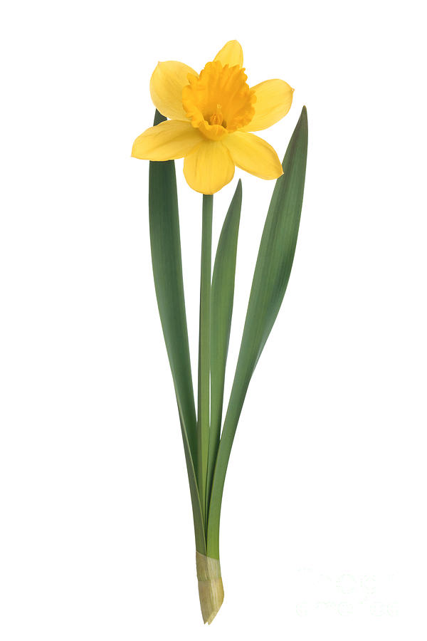 Blooming Yellow Daffodil Flower Photograph