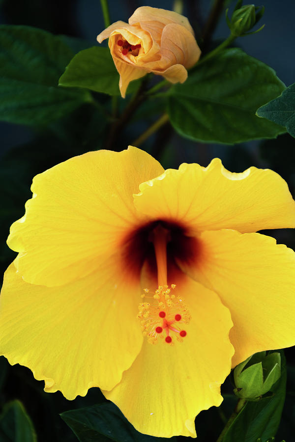 Blooming Yellow Hibiscus Photograph