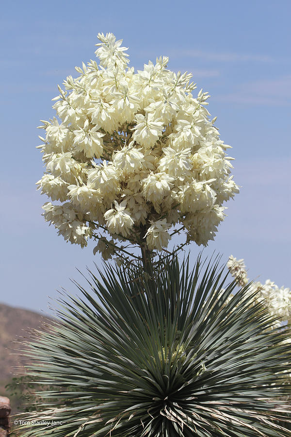 Blooming Yucca At The Boyce Thompson Arboretum Digital Art by Tom Janca