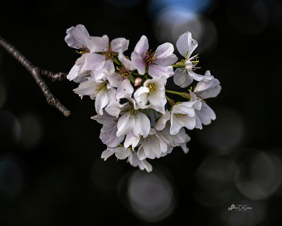Blooms and Bokeh Photograph by Pam DeCamp