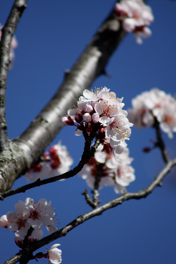 Flower Photograph - Blooms and Branches - March 2024 by Joseph A Langley
