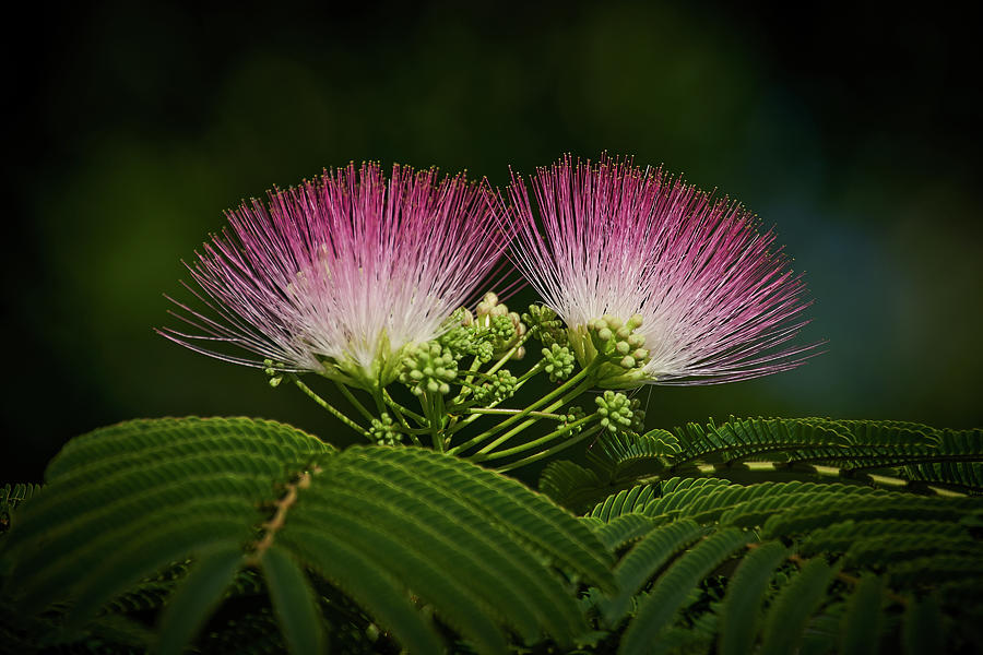 Nature Photograph - Blooms from the Mimosa by Richard Rizzo