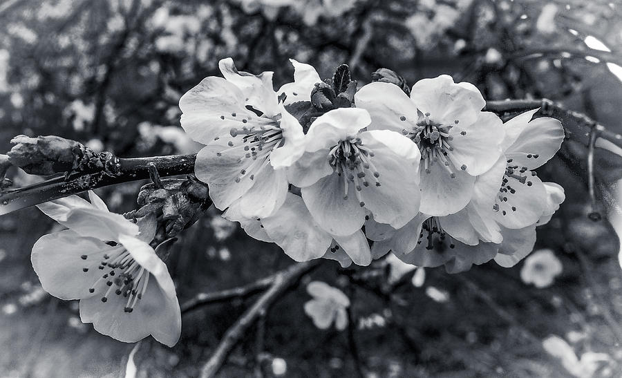 Blooms in Black and White Photograph by James C Richardson