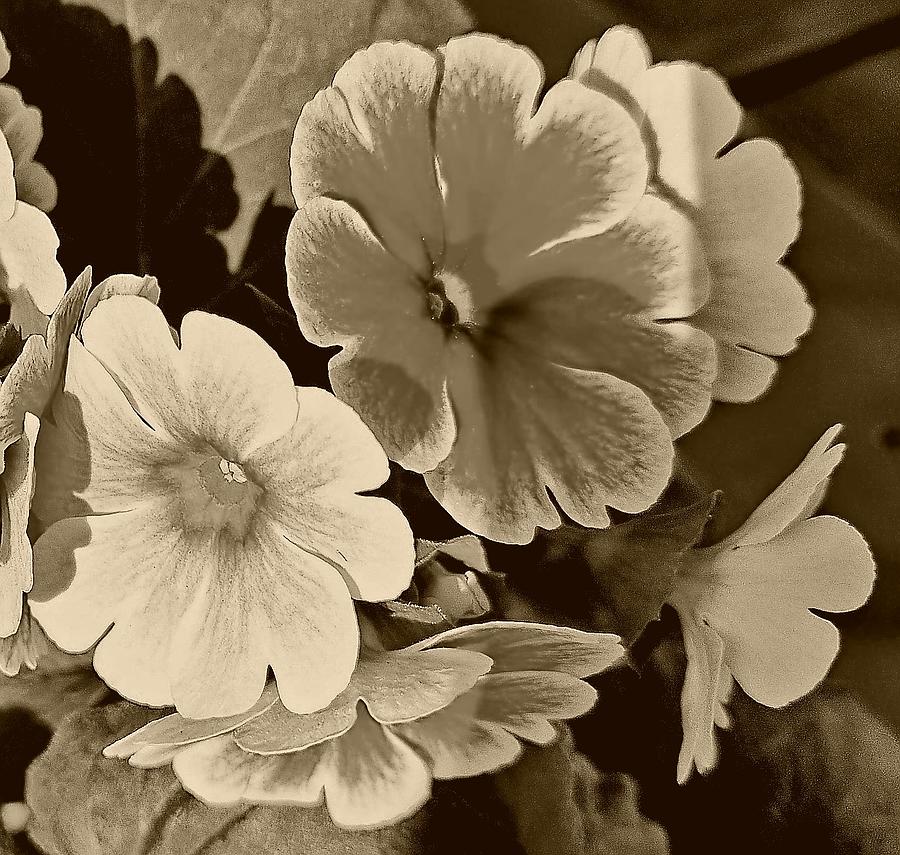 Blooms In Black And White Photograph